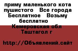 приму маленького кота пушистого - Все города Бесплатное » Возьму бесплатно   . Кемеровская обл.,Таштагол г.